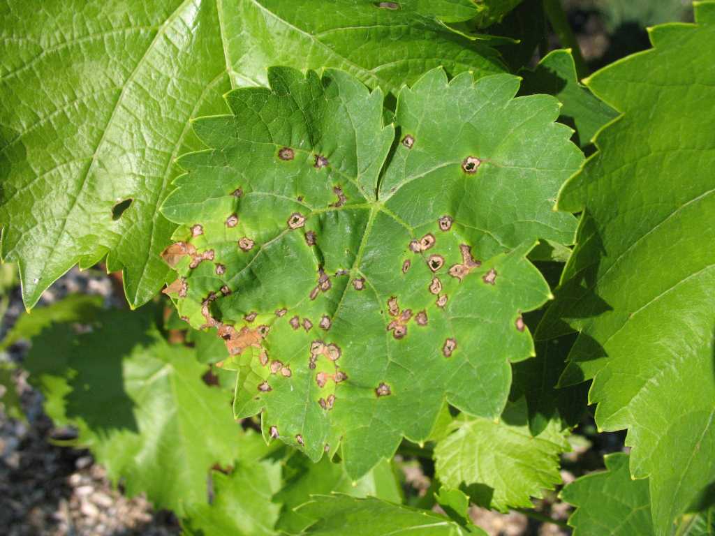 Anthracnose of Grapes